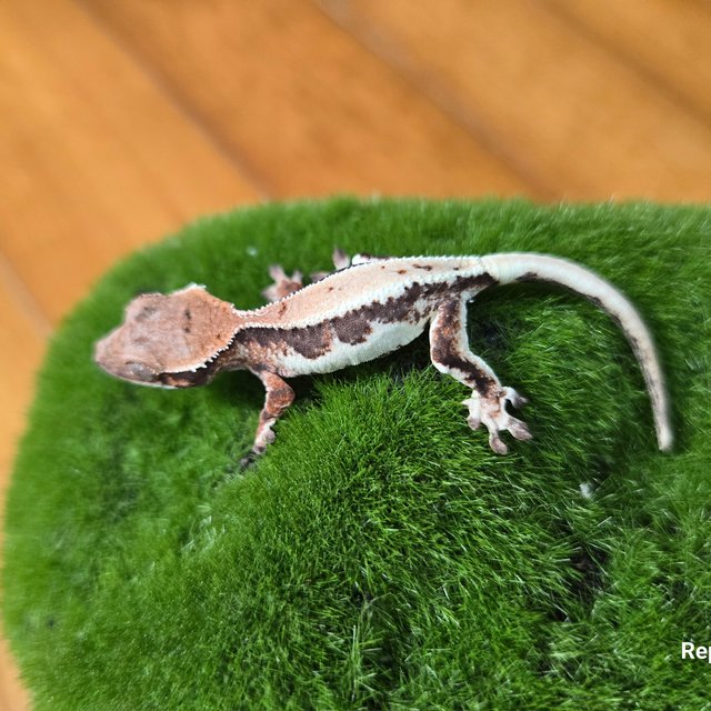 릴리 세이블 100%헷아잔틱