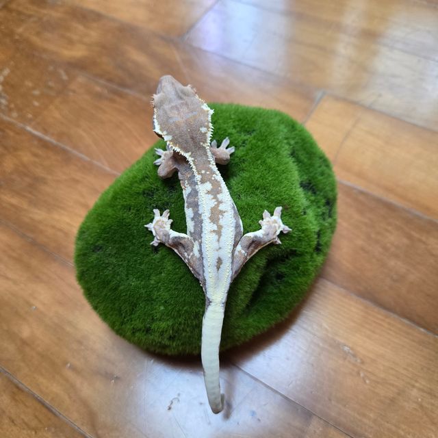 프라푸치노