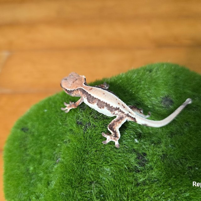 릴리 세이블 100%헷아잔틱