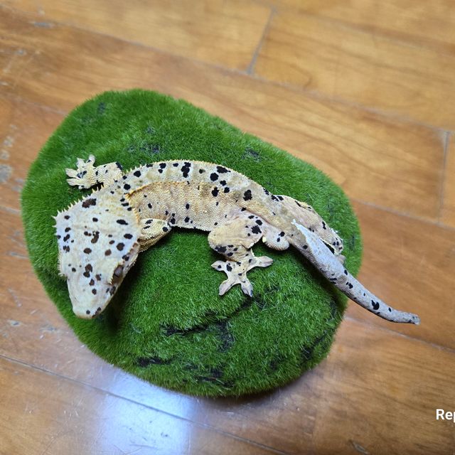 슈퍼달마시안