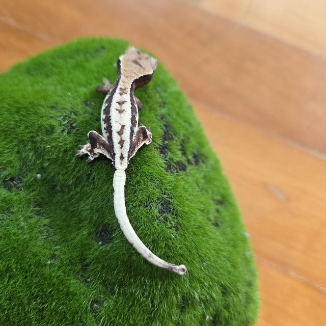 릴리 세이블 100%헷아잔틱