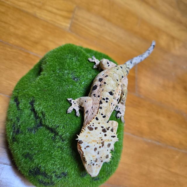 슈퍼달마시안