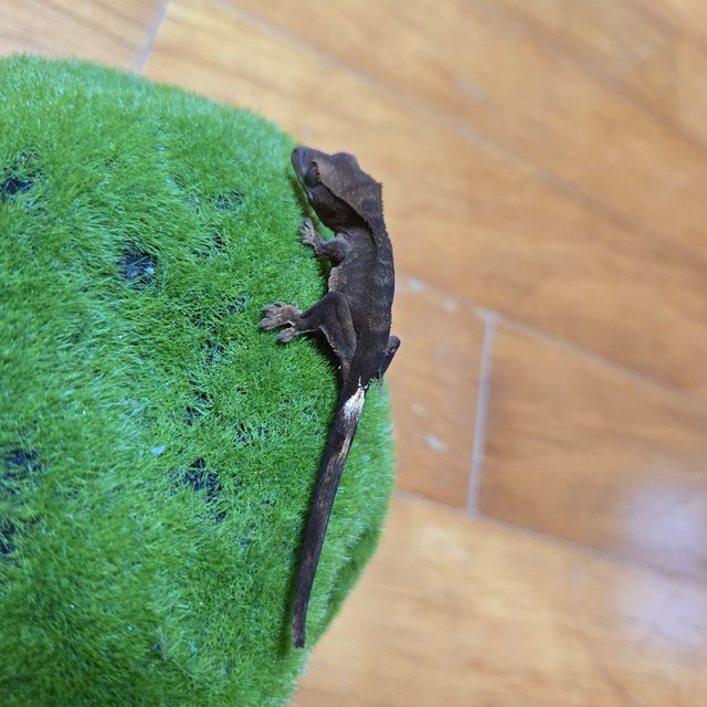 챠콜 카푸치노