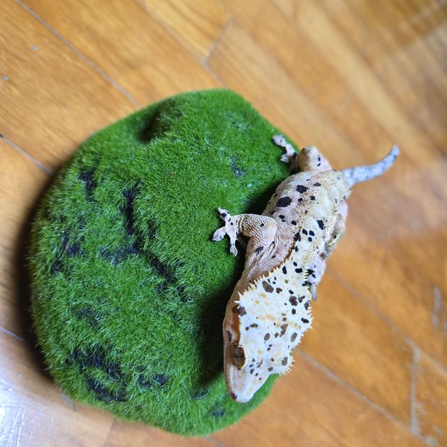 슈퍼달마시안