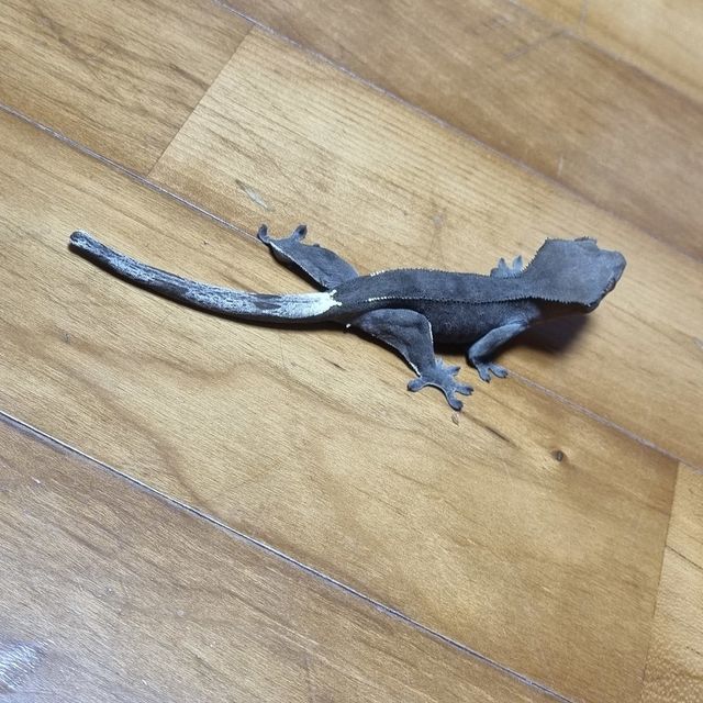 다크 팬텀 카푸치노