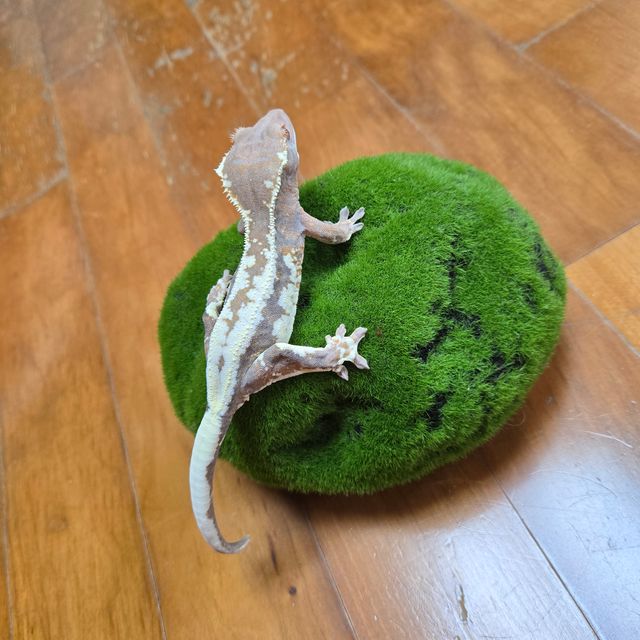 프라푸치노