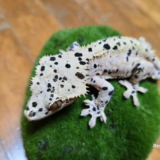 슈퍼달마시안