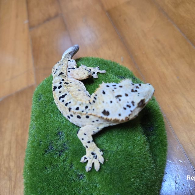 슈퍼달마시안