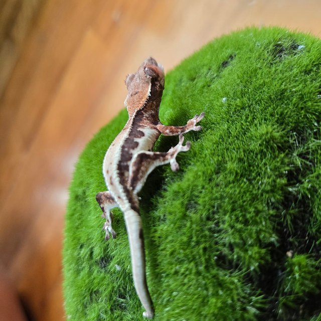 릴리 세이블 100%헷아잔틱