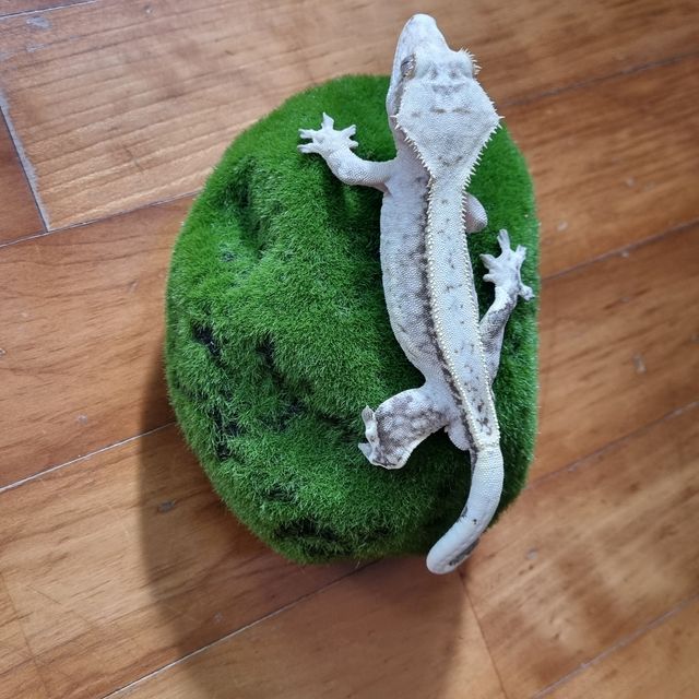 크림
