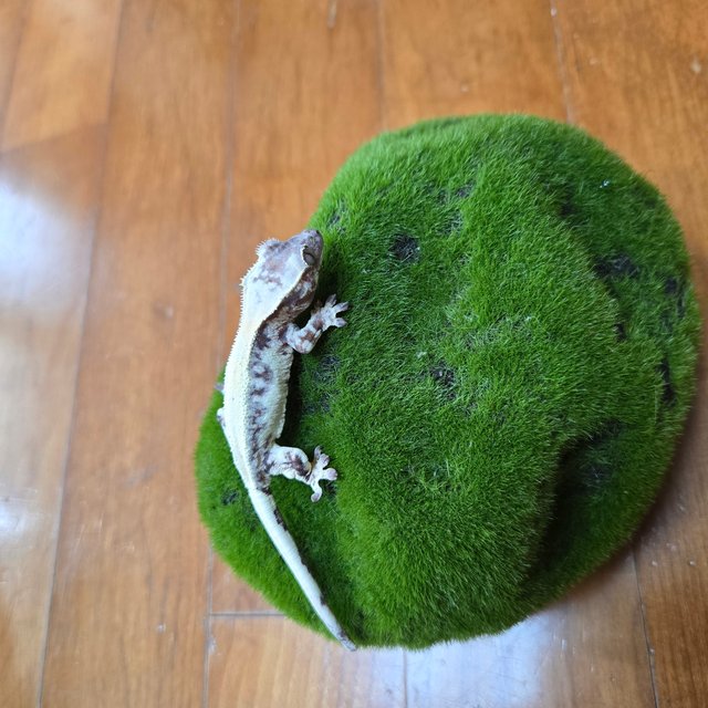 100%헷아잔틱 릴리 세이블