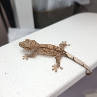 셀뮤