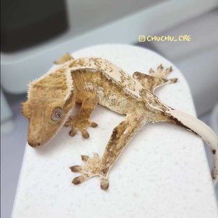수산나(헬)