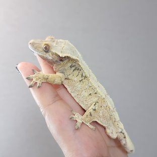 밤베