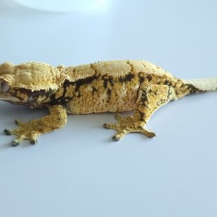 캐이찌
