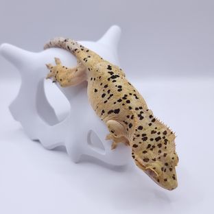 타루(페일라인)