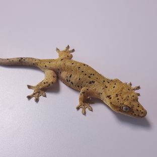 슈퍼달마시안