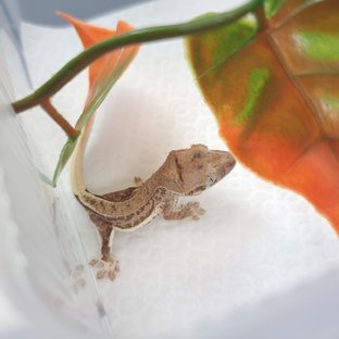 조이