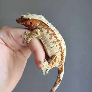 밤밤