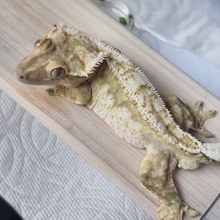 커피