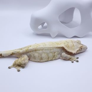 바셀