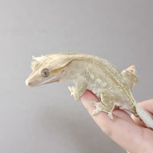 개비