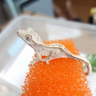 엘라