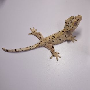 슈퍼달마시안