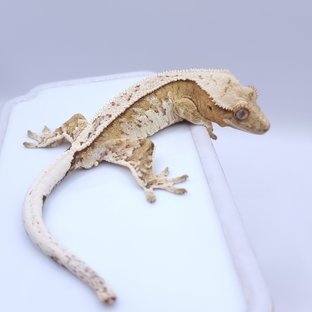 가렛