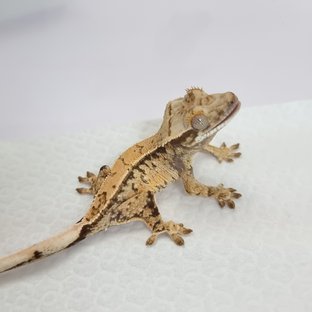 칸세