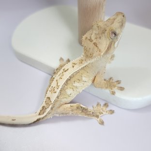 셀큐