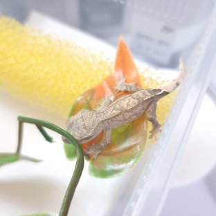 셀뮤