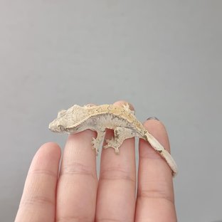 칸이찌