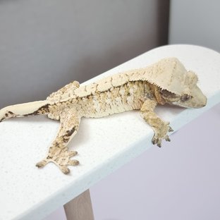 청포