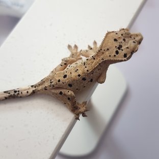 루오
