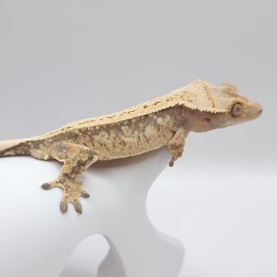 풀핀 트라이 핀스트라이프 드리피 화이트스팟