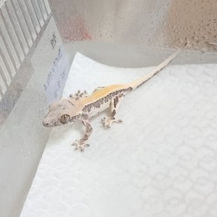 조오