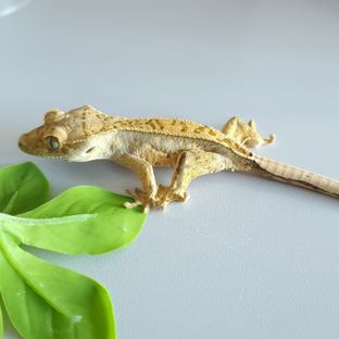 캐링