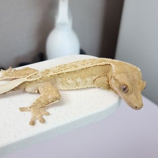 헬리우