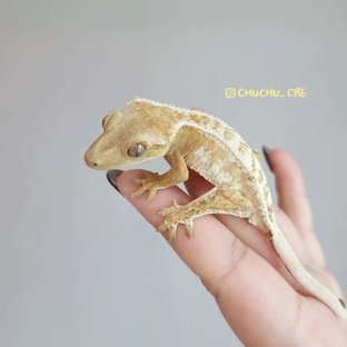 조안나(헬)