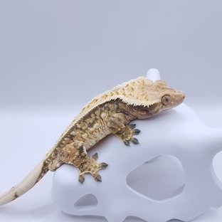 노멀 트라이 레이지