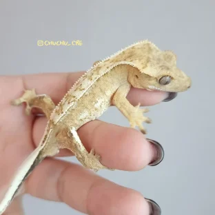헬슈이