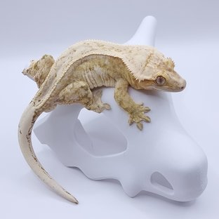 바엘