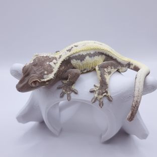 릴리 세이블