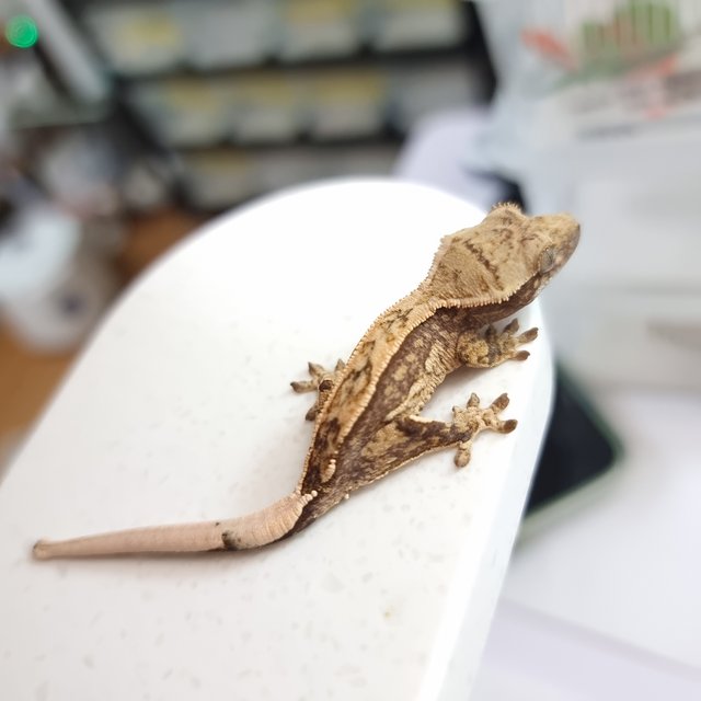 쿼드 핀스트라이프