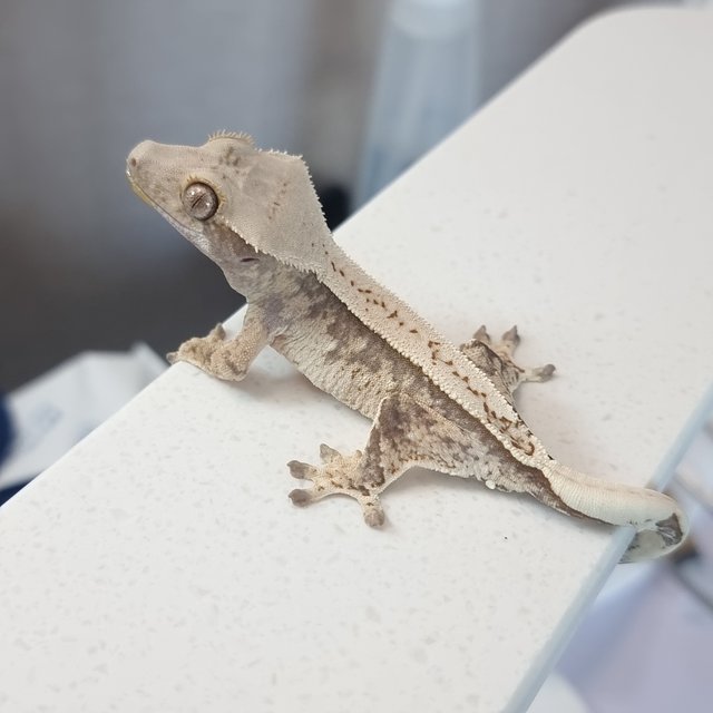 노멀 트라이 핀스트라이프