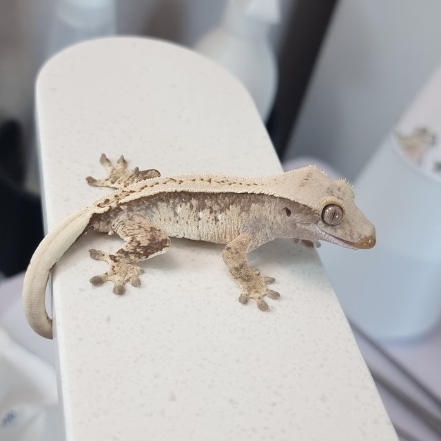 노멀 트라이 핀스트라이프