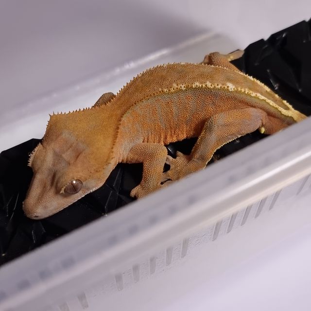 크림 카푸치노
