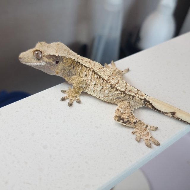 트라이 익스트림할리퀸 화이트스팟