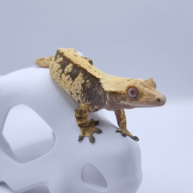 노멀 익스트림할리퀸